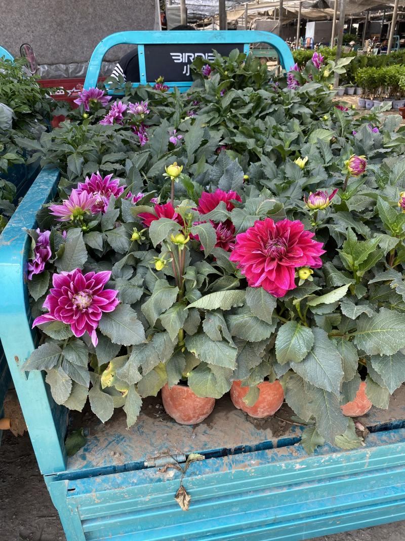 大丽花自产自销大丽花种植基地大丽花低价处理