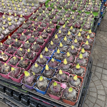 风信子种植基地风信子自产自销风信子低价处理