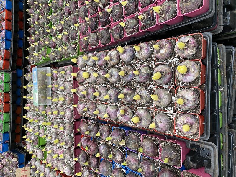 风信子种植基地风信子自产自销风信子低价处理