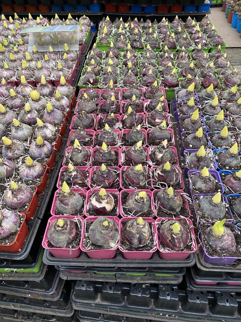 风信子种植基地风信子自产自销风信子低价处理