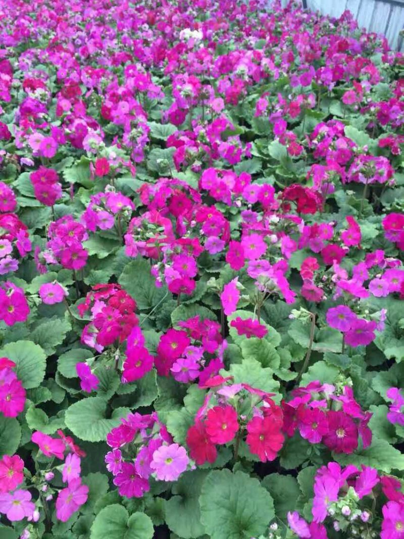 四季樱草自产自销四季樱草种植基地四季樱草批发