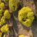 球菊自产自销球菊种植基地球菊60万低价处理