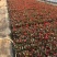 大花海棠种植基地大花海棠自产自销10万大花海棠