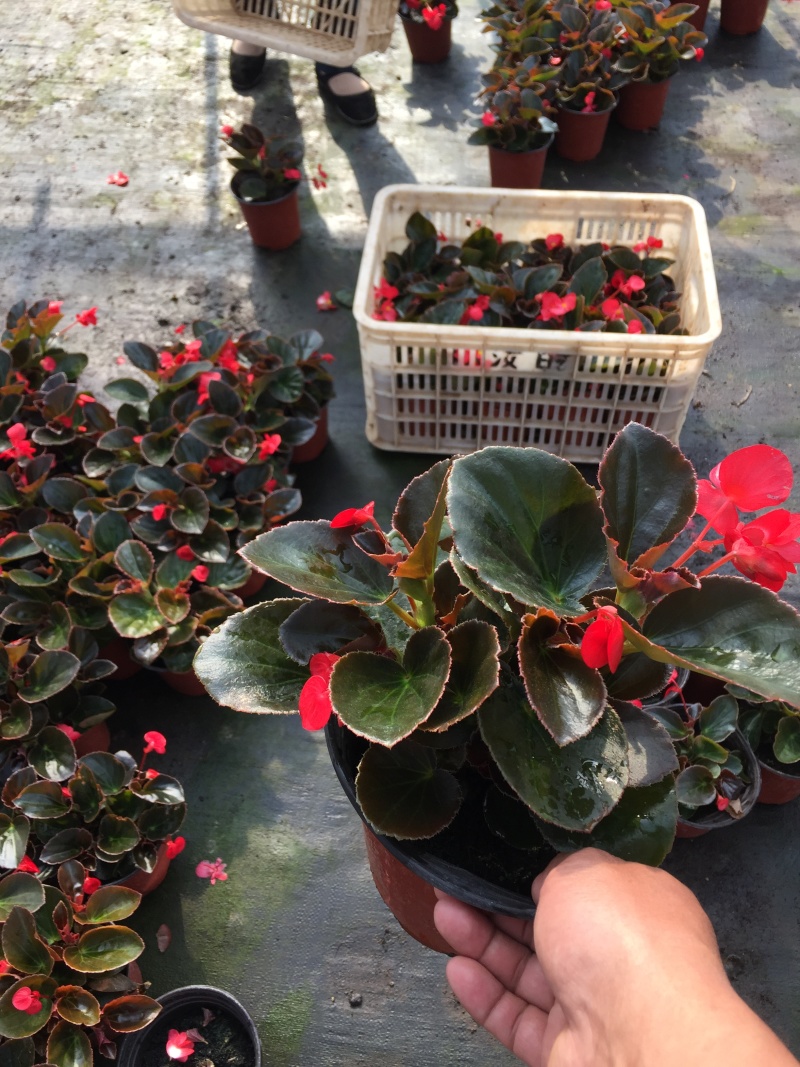 大花海棠种植基地大花海棠自产自销10万大花海棠