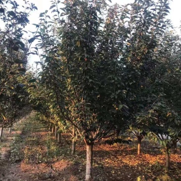 各类樱花树品种齐全，存活率高，支持视频看货-承接绿化工程