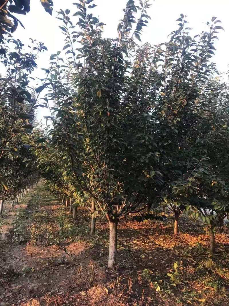 各类樱花树品种齐全，存活率高，支持视频看货-承接绿化工程