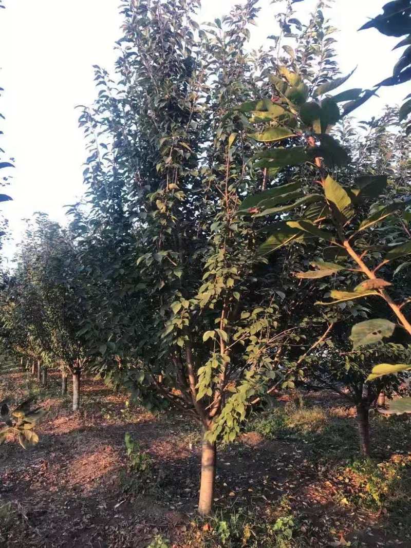 各类樱花树品种齐全，存活率高，支持视频看货-承接绿化工程