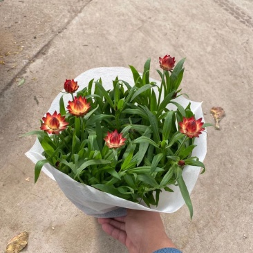麦秆菊自产自销麦秆菊种植基地农户直销