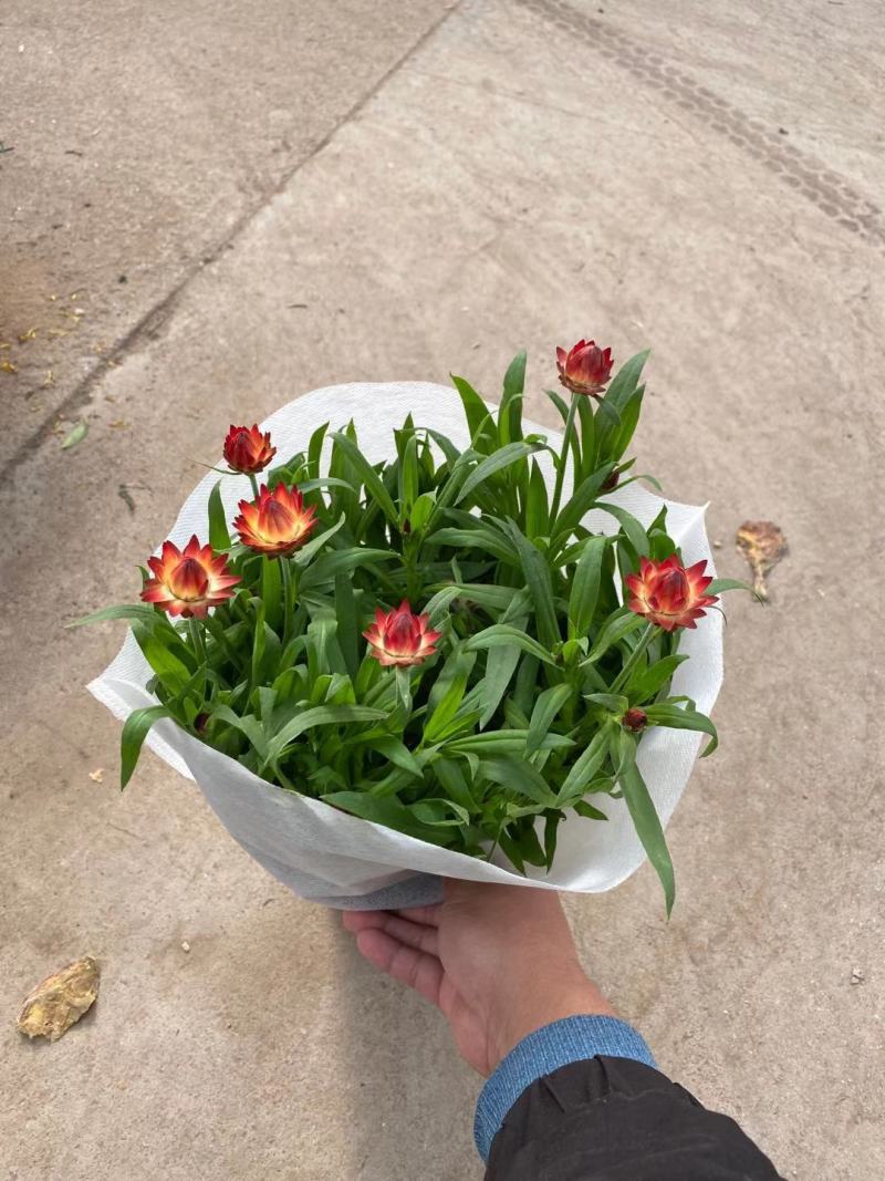 麦秆菊自产自销麦秆菊种植基地农户直销