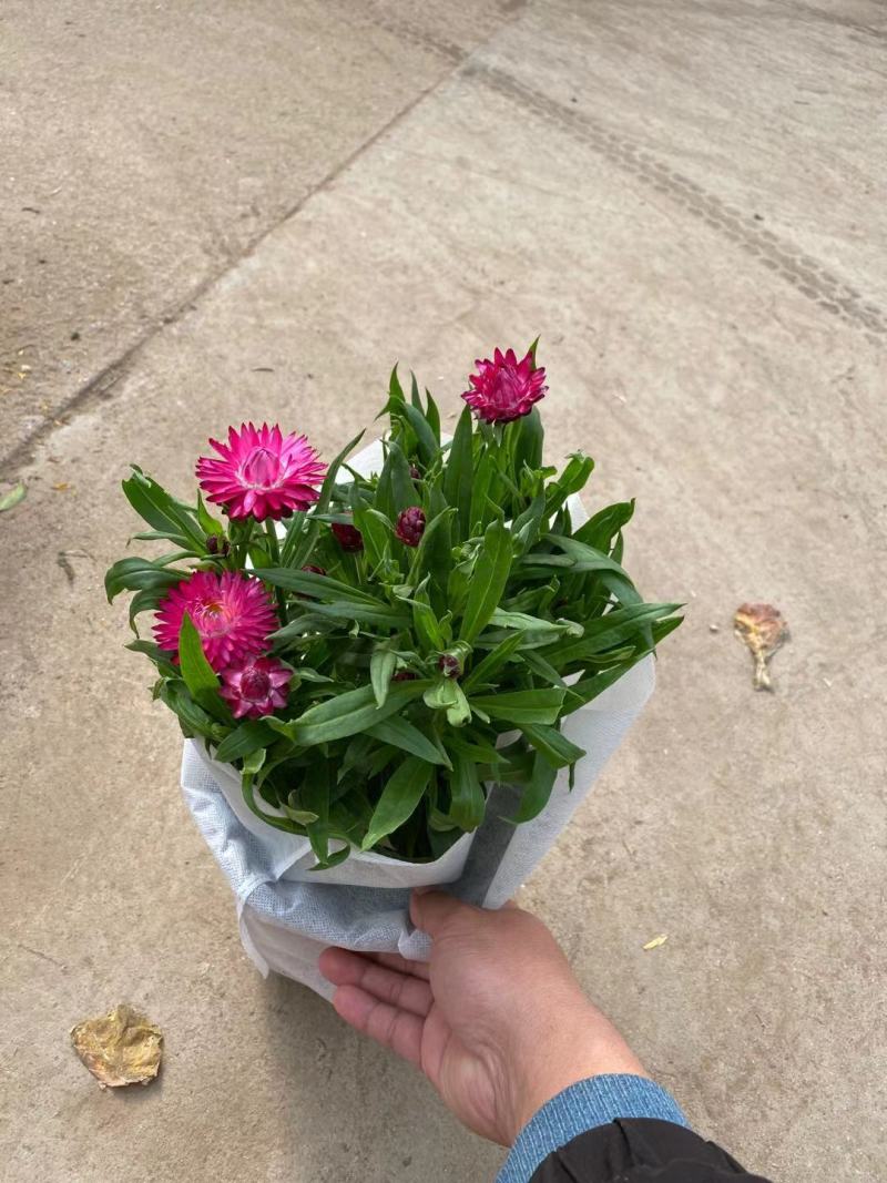 麦秆菊自产自销麦秆菊种植基地农户直销