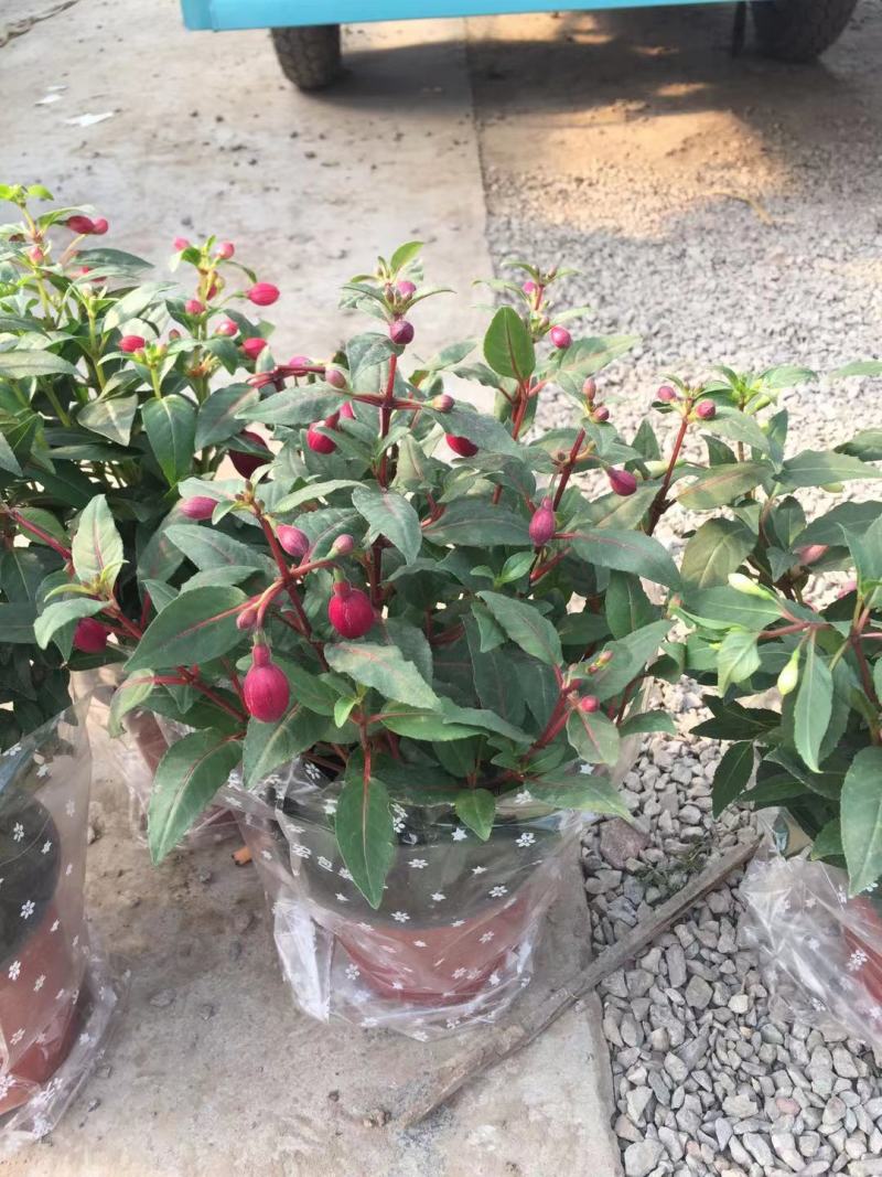 宫灯长寿自产自销宫灯长寿种植基地农户直销