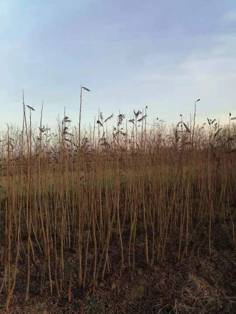 优质2-30公分枫杨规格齐全，存活率高，沭阳基地直发