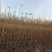 优质2-30公分枫杨规格齐全，存活率高，沭阳基地直发