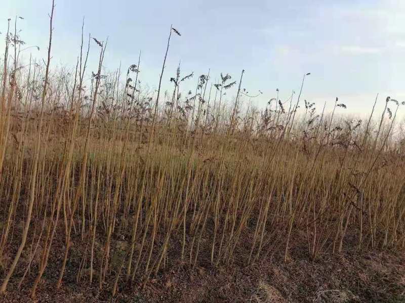 优质2-30公分枫杨规格齐全，存活率高，沭阳基地直发