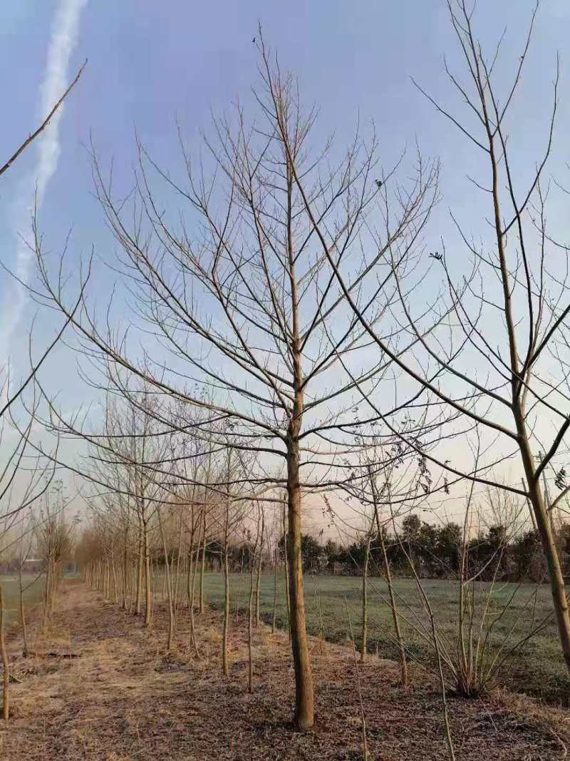 优质2-30公分枫杨规格齐全，存活率高，沭阳基地直发