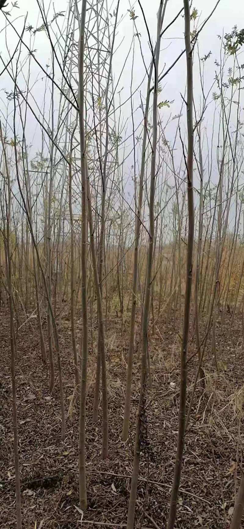 优质2-30公分枫杨规格齐全，存活率高，沭阳基地直发