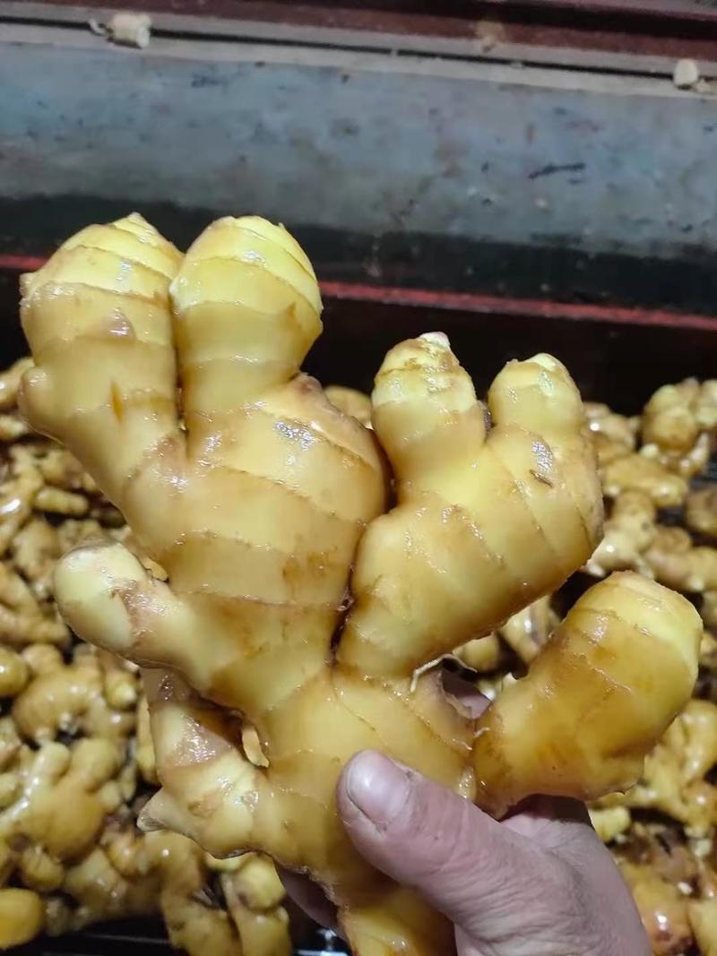 山东大黄姜货源充足质量保证一条龙服务，产地直发