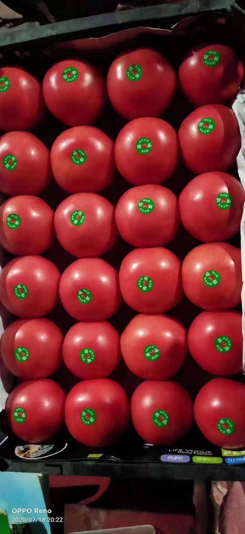 硬粉西红柿河北优质西红柿新鲜蔬菜现摘现卖品质保障