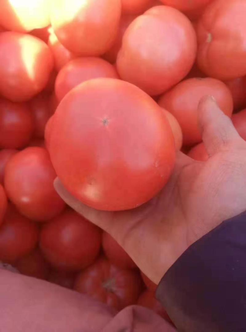 硬粉西红柿河北优质西红柿新鲜蔬菜现摘现卖品质保障