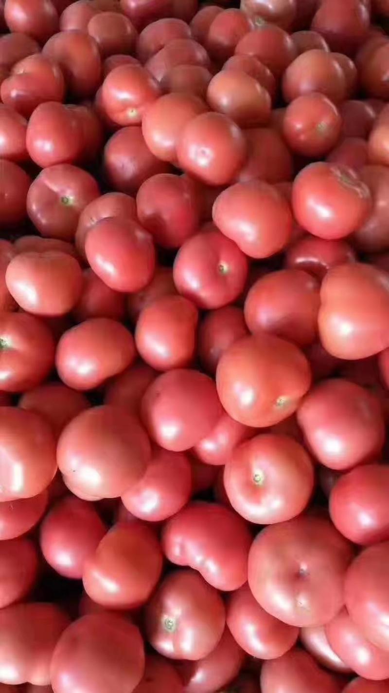 硬粉西红柿河北优质西红柿新鲜蔬菜现摘现卖品质保障