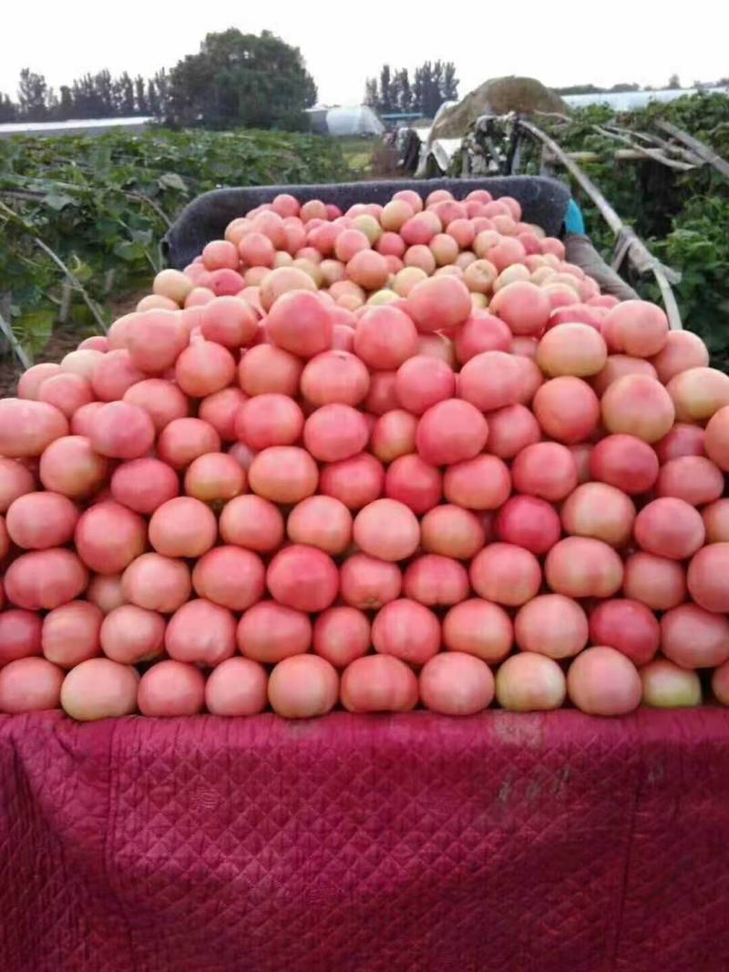 硬粉西红柿河北优质西红柿新鲜蔬菜现摘现卖品质保障