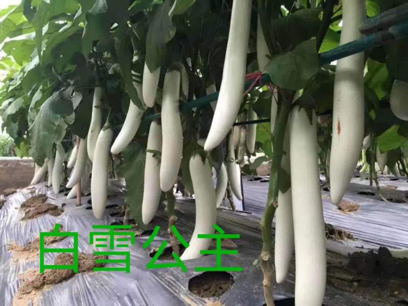 茄子种子早熟高产适应性强商品性好紫黑茄子绿茄子种子