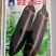 茄子种子早熟高产适应性强商品性好紫黑茄子绿茄子种子