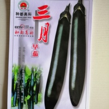 茄子种子黑色长茄子早熟高产抗病耐运输，保护地种植