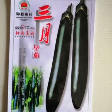 茄子种子黑色长茄子早熟高产抗病耐运输，保护地种植