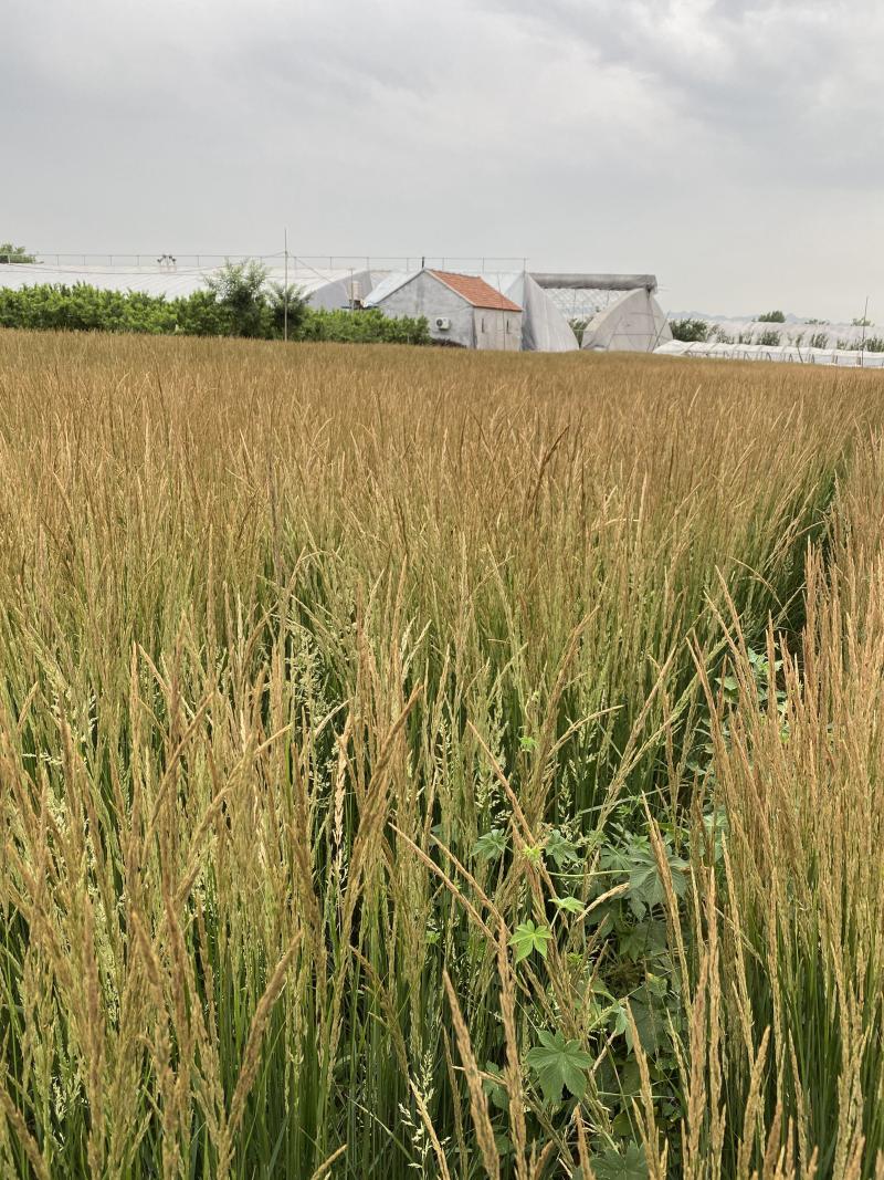 卡尔拂子茅自产自销卡尔拂子茅种植基地500万拂子茅