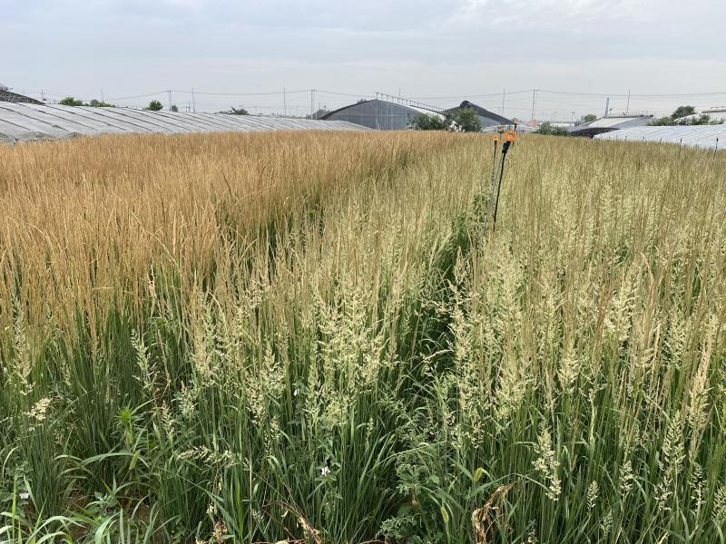 卡尔拂子茅自产自销卡尔拂子茅种植基地500万拂子茅