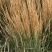 卡尔拂子茅自产自销卡尔拂子茅种植基地500万拂子茅