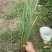 卡尔拂子茅自产自销卡尔拂子茅种植基地500万拂子茅