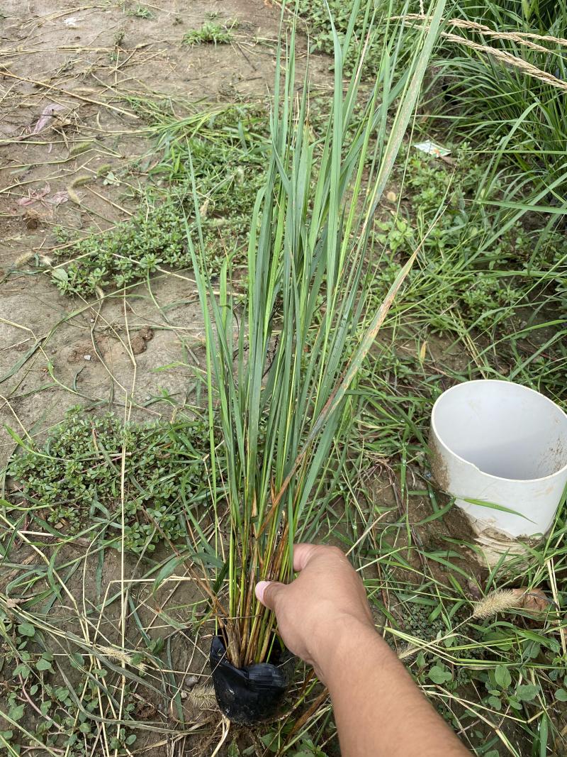 卡尔拂子茅自产自销卡尔拂子茅种植基地500万拂子茅