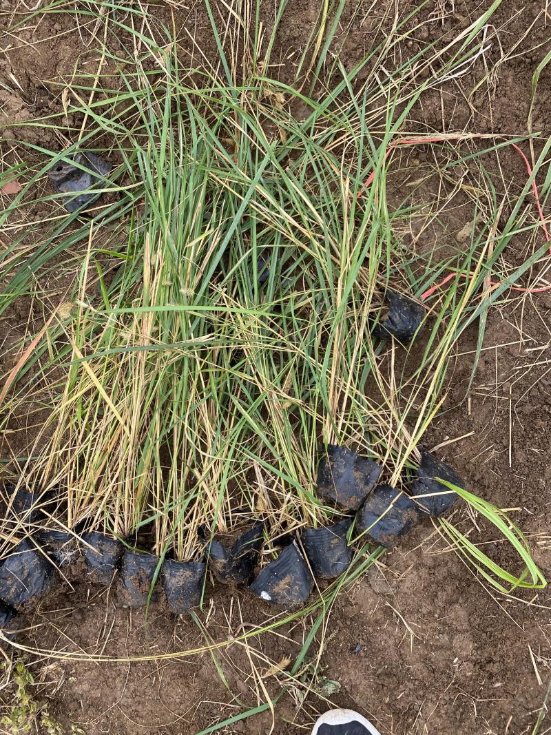 卡尔拂子茅自产自销卡尔拂子茅种植基地500万拂子茅