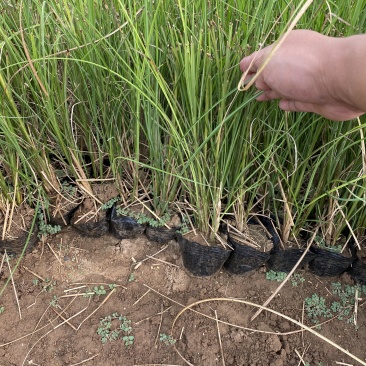 细叶芒种植基地细叶芒自产自销600万低价处理