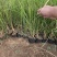 细叶芒种植基地细叶芒自产自销600万低价处理