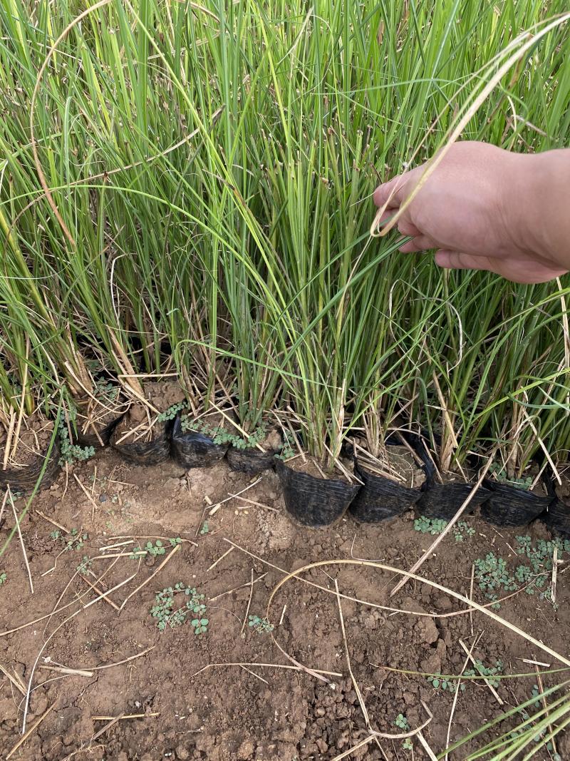 细叶芒种植基地细叶芒自产自销600万低价处理