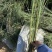 细叶芒种植基地细叶芒自产自销600万低价处理