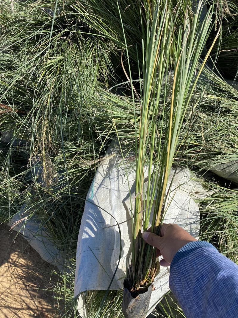 细叶芒种植基地细叶芒自产自销600万低价处理