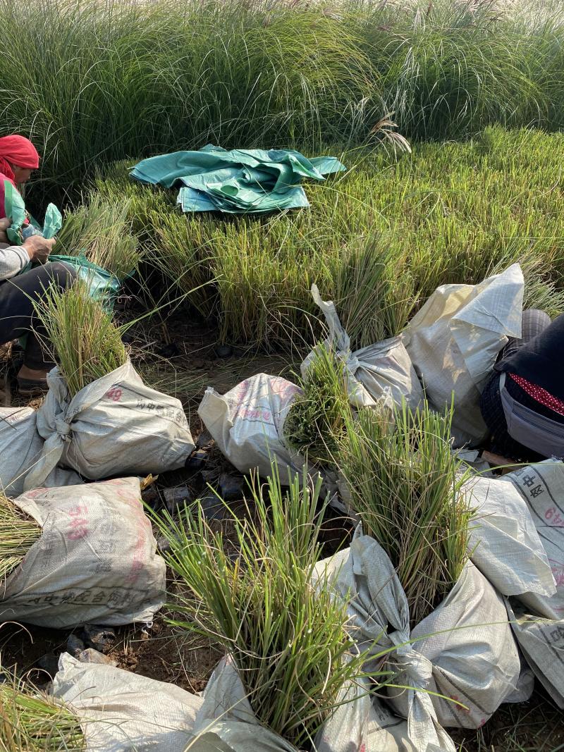 细叶芒种植基地细叶芒自产自销600万低价处理