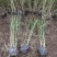 细叶芒种植基地细叶芒自产自销600万低价处理