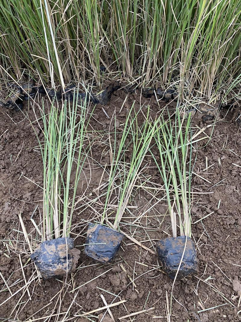 细叶芒种植基地细叶芒自产自销600万低价处理