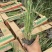 细叶芒种植基地细叶芒自产自销600万低价处理
