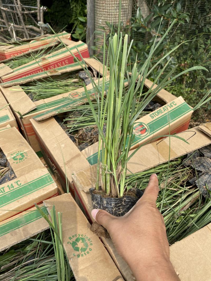 细叶芒种植基地细叶芒自产自销600万低价处理