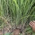 细叶芒种植基地细叶芒自产自销600万低价处理