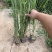 细叶芒种植基地细叶芒自产自销600万低价处理