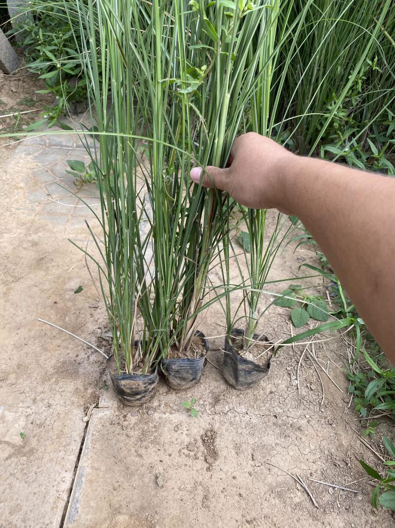 细叶芒种植基地细叶芒自产自销600万低价处理