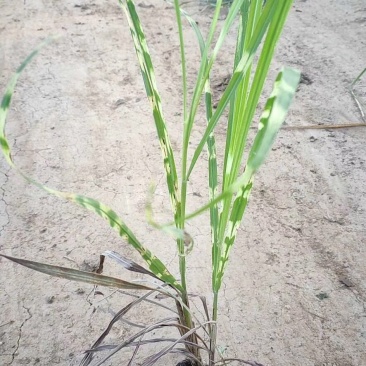 斑叶芒自产自销斑叶芒种植基地斑叶芒60万低价处理