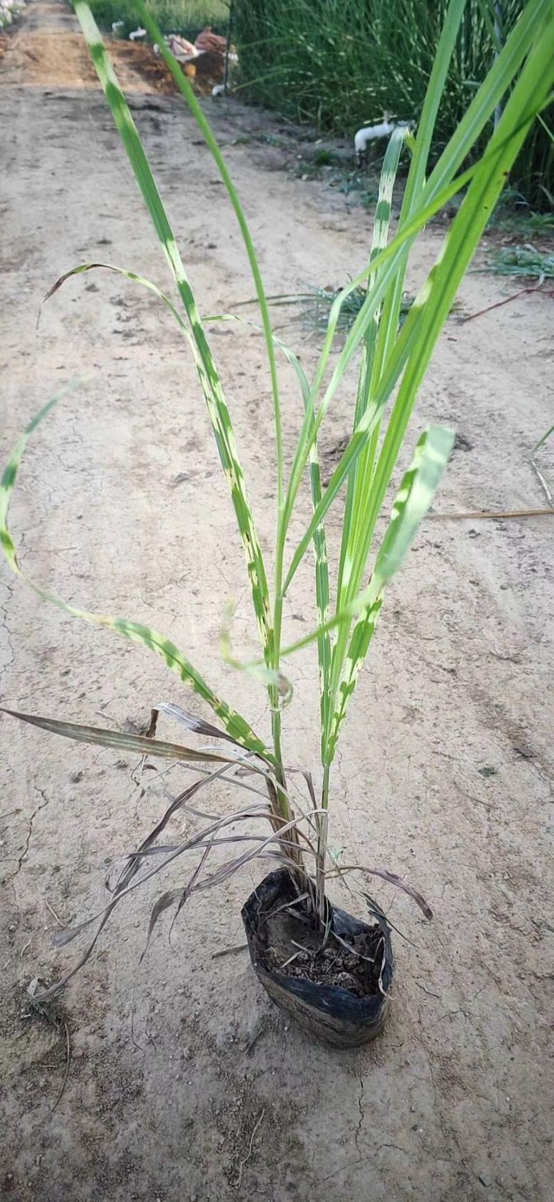 斑叶芒自产自销斑叶芒种植基地斑叶芒60万低价处理